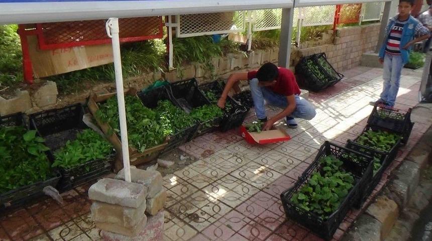 Kulp&rsquo;ta Fideler Satışa Sunuldu