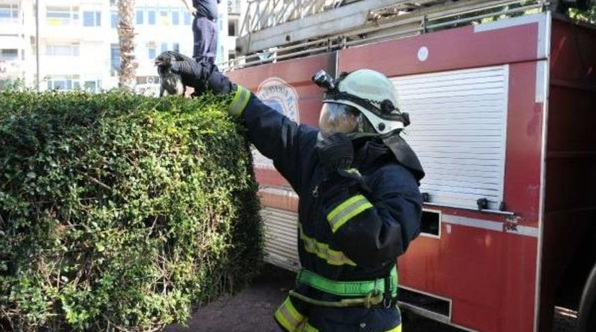 İtfaiyeden Yavru Karga Operasyonu