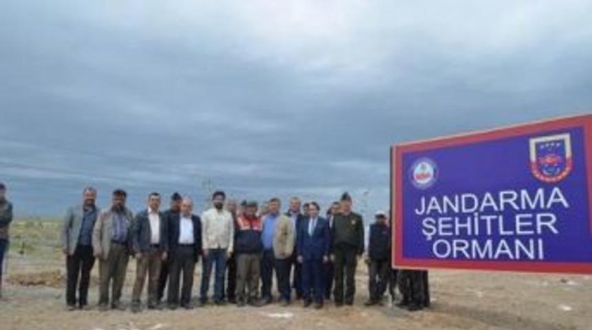 Beylikova&rsquo;da Jandarma Şehitler Ormanı Kuruldu