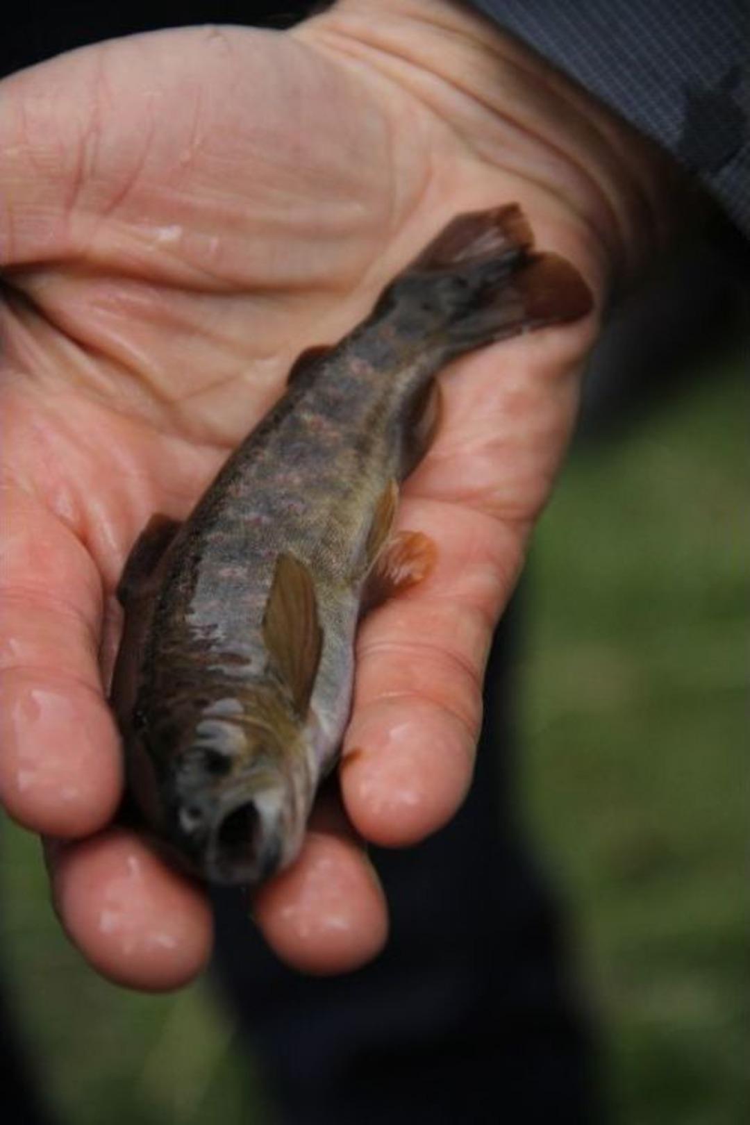 Kırmızı Benekli Alabalıklar Dualar Eşliğinde Doğaya Salındı