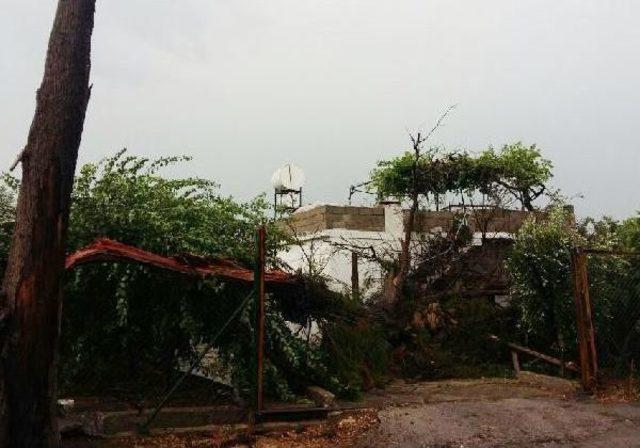 Fırtına Ağacı Devirdi, 4 Kişi Evde Mahsur Kaldı