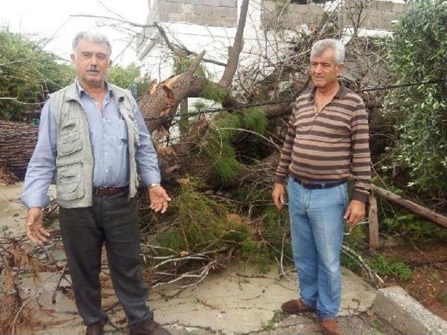 Fırtına Ağacı Devirdi, 4 Kişi Evde Mahsur Kaldı