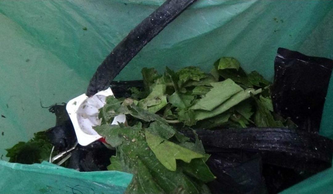 Ş&uuml;pheli &Ccedil;antadan Asma Yaprağı &Ccedil;ıktı