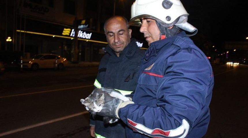 Ağa&ccedil;ta Mahsur Kalan Kediyi İtfaiye Ekipleri Kurtardı