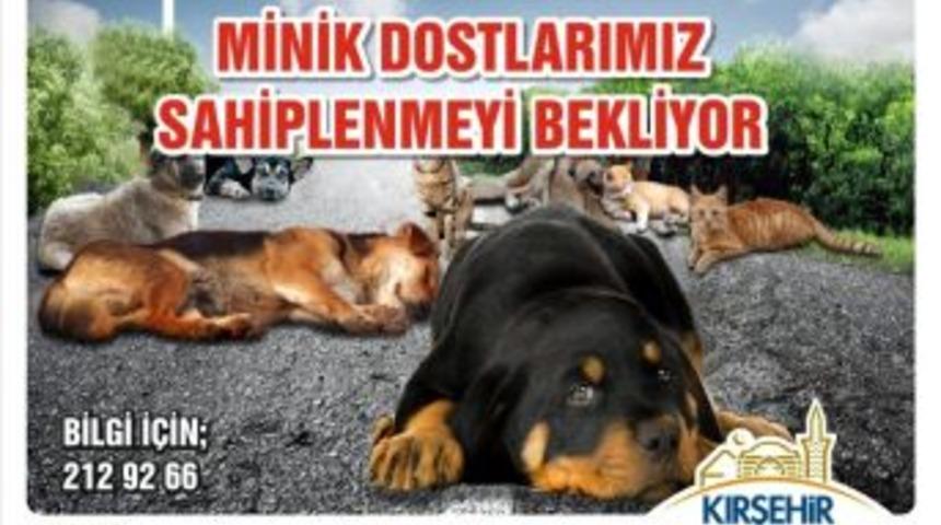 Belediye&rsquo;den Sokak Hayvanlarını Sahiplendirme Kampanyası