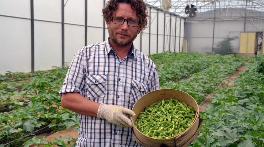 (&ouml;zel Haber) Serada Yetiştirdiği Bamyaların Hasadına Başladı
