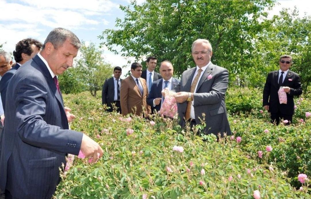 &Uuml;&ccedil; İlin Valisi G&uuml;l Toplayıp, Fidan Diplerini &Ccedil;apaladı