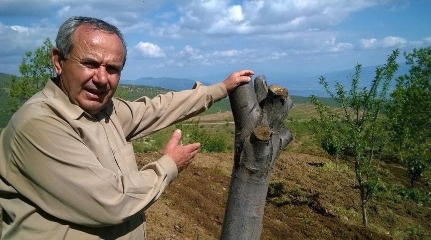 Aydın&rsquo;da Kestane Ağa&ccedil;ları Kuruyor