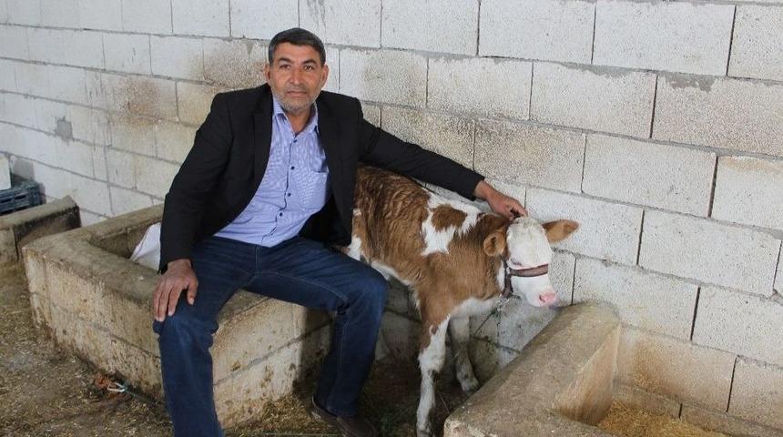 Buzağıdaki &rsquo;ay Yıldız&rsquo; Benzeri Şekil İlgi Uyandırdı