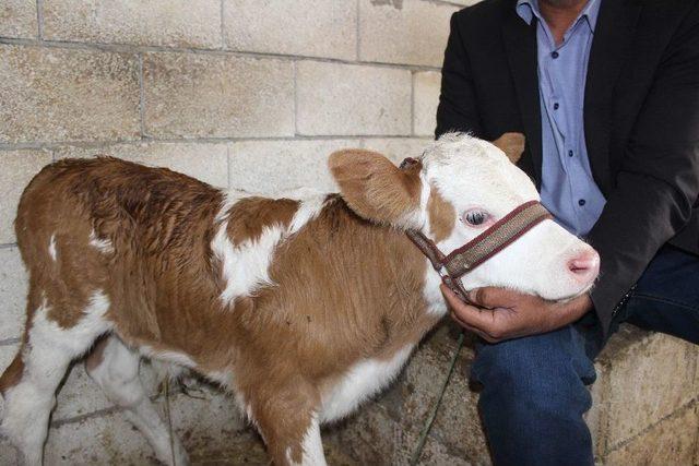 Buzağıdaki ’ay Yıldız’ Benzeri Şekil İlgi Uyandırdı