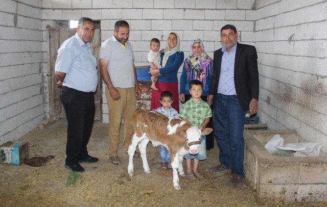 Buzağıdaki ’ay Yıldız’ Benzeri Şekil İlgi Uyandırdı