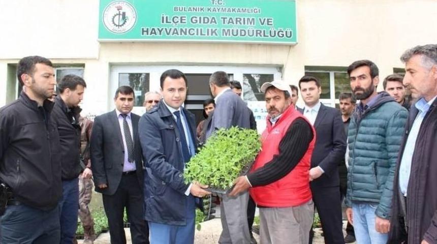 Bulanıklı &Ccedil;ift&ccedil;ilere Sebze Fidesi Dağıtımı