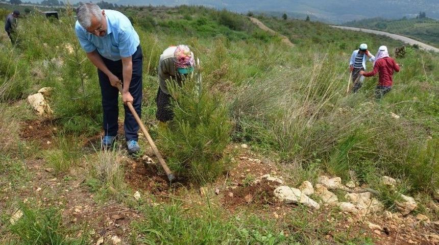 Mersin&rsquo;de179 Hektar Alanda Dikili 306 Bin Kızıl&ccedil;am Fidanına Bakım Yapılıyor