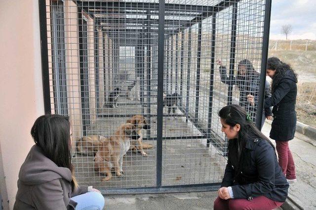 Öğrenciler Sokak Hayvanlarını Yakından Tanıdı