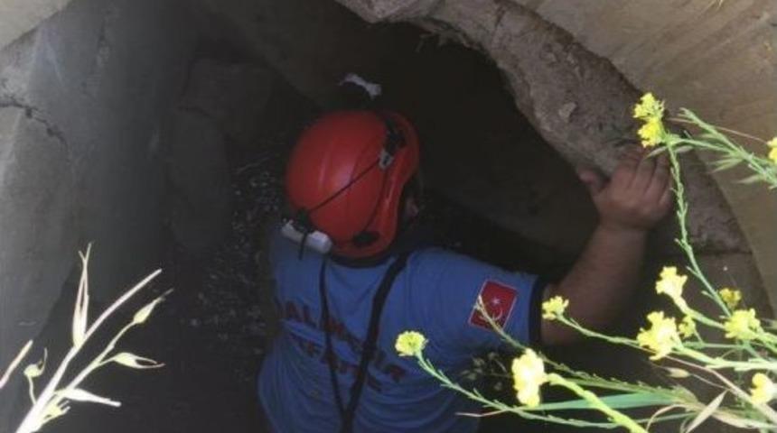 R&ouml;gara D&uuml;şen Koyunu İtfaiye Kurtardı