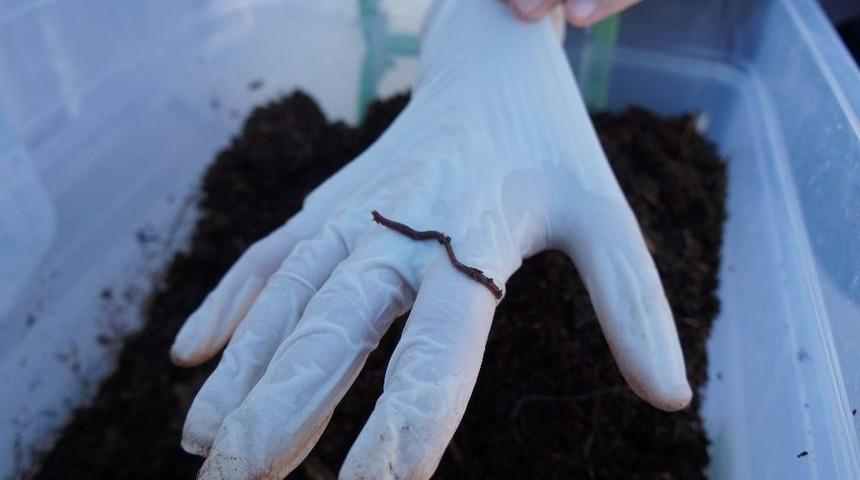 Ortaokul &Ouml;ğrencileri Kaliforniya Solucanı Yetiştirdi