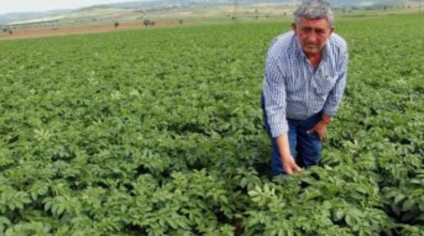 Çiftçi “sarı Lira”dan Umutlu