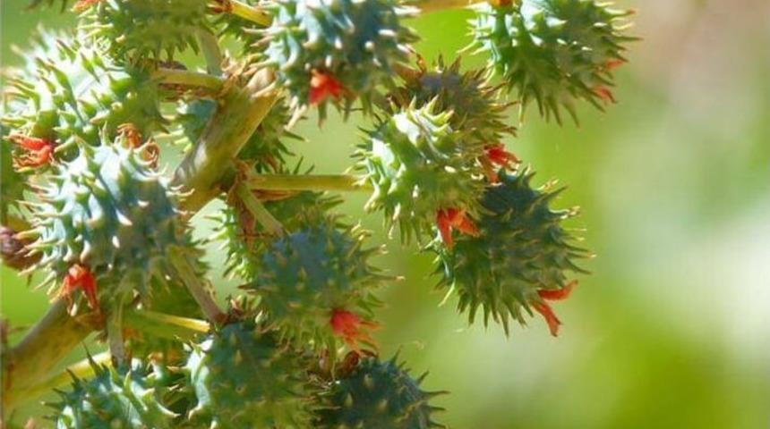 Hint Yağının G&uuml;zellik Etkisi