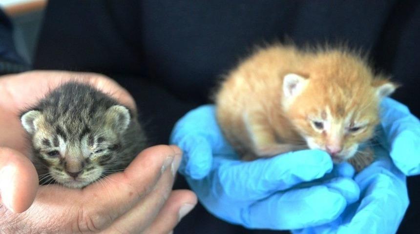 Yavru Kedilere Polis Şefkati