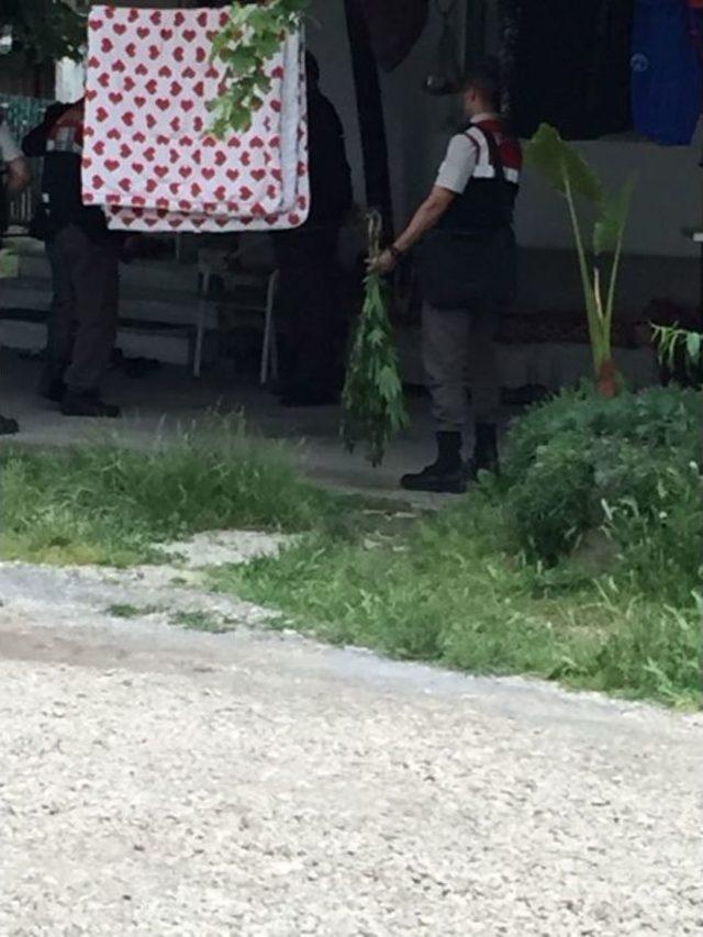 Akyazı’da 10 Kök Kenevir Bitkisi Ele Geçirildi