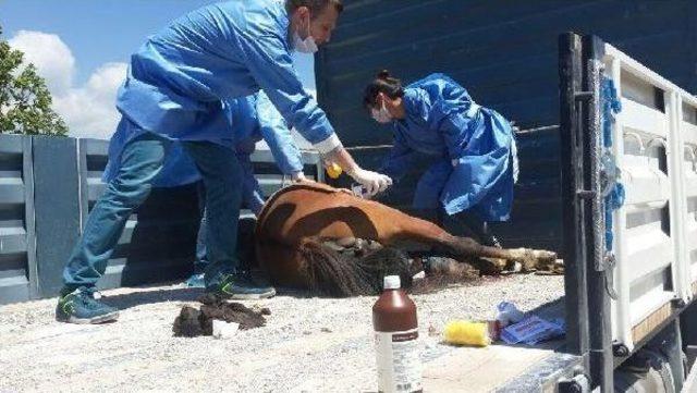 Yaralı Yılkı Atı Tedavi Için Ankara'ya Gönderildi