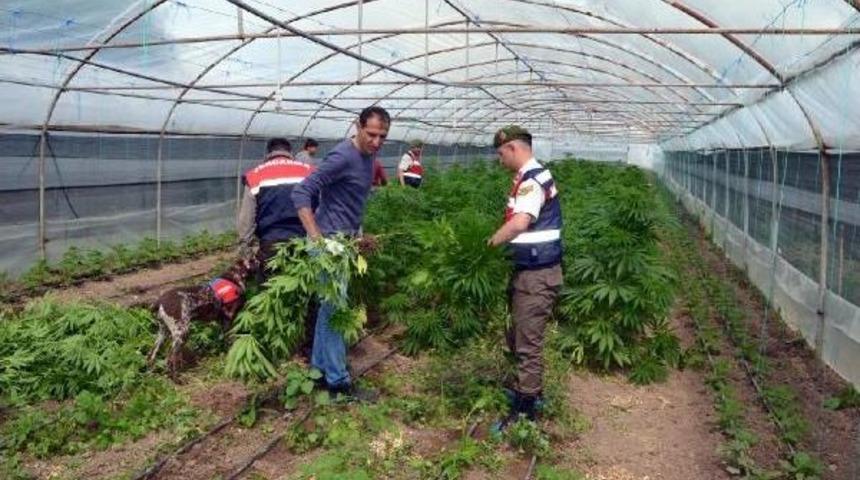 Zehir Seralarına Jandarma Baskını