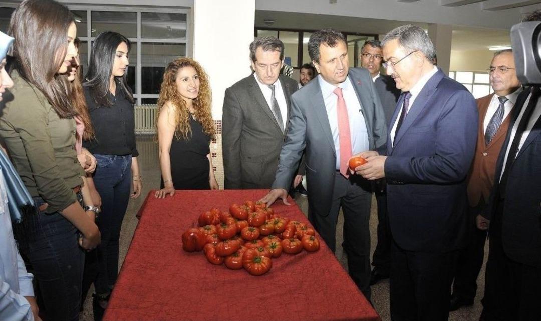 Sel&ccedil;uk&rsquo;ta Sanayi Tipi Hibrit Domates &Ccedil;eşidi Geliştirildi