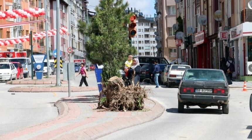 Gece Yarısı Ağa&ccedil; Kesme Operasyonu