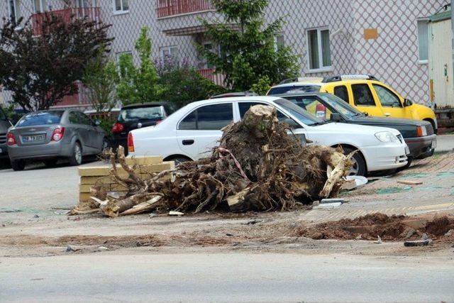 Gece Yarısı Ağaç Kesme Operasyonu