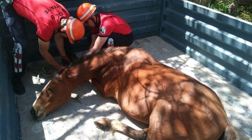 Yaralı Bulunan Yılkı Atı Ankara&rsquo;ya G&ouml;nderildi