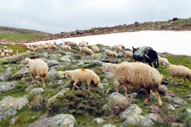 Erciyes'e Göç Başladı