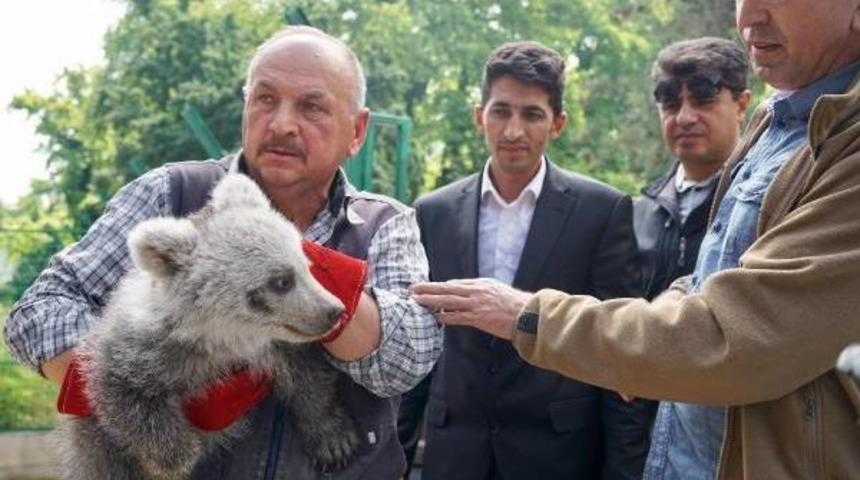 Yavru Ayı &lsquo;Gece&rsquo; Bursa&rsquo;Daki Yaban Hayatı Merkezine Getirildi