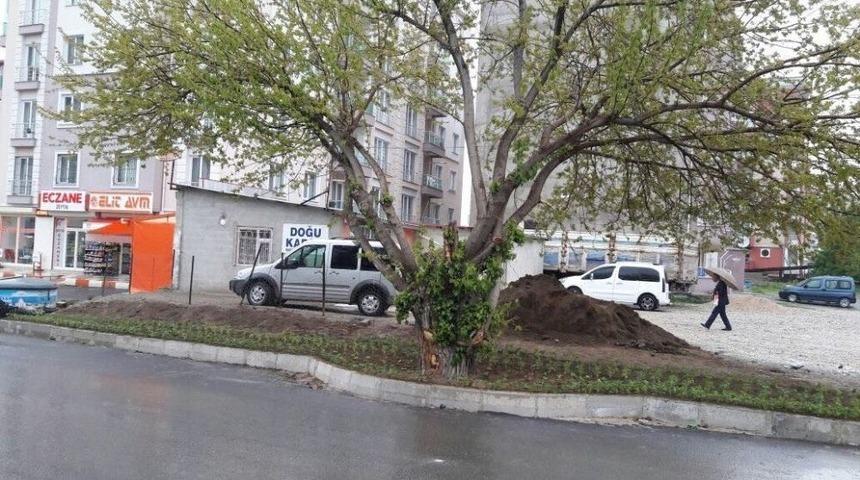 İpekyolu Belediyesi, Asırlık Dut Ağacı İçin Yolun Yönünü Değiştirdi