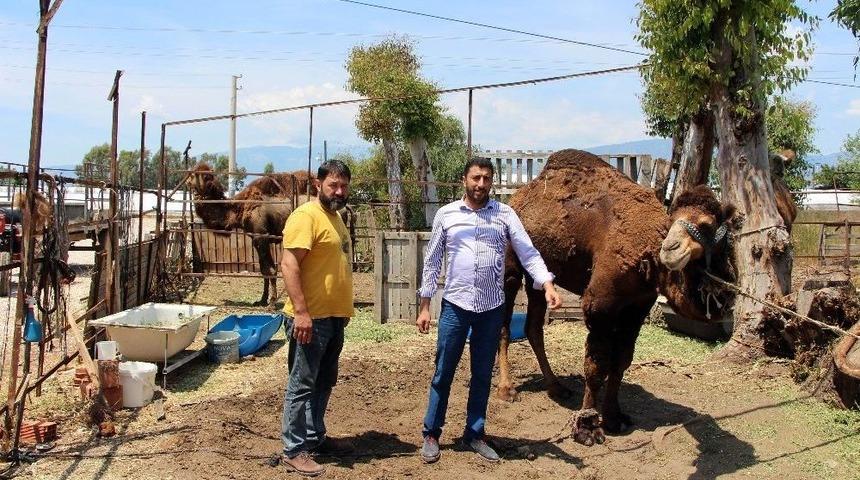 Deve Yetiştiricileri Deve G&uuml;reşlerine Destek İstedi