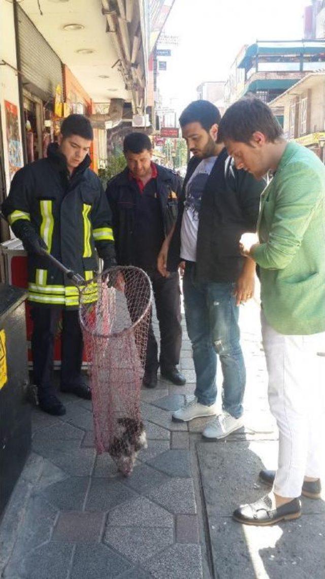 Asansör Boşluğuna Giren Kediyi Itfaiye Kurtardı