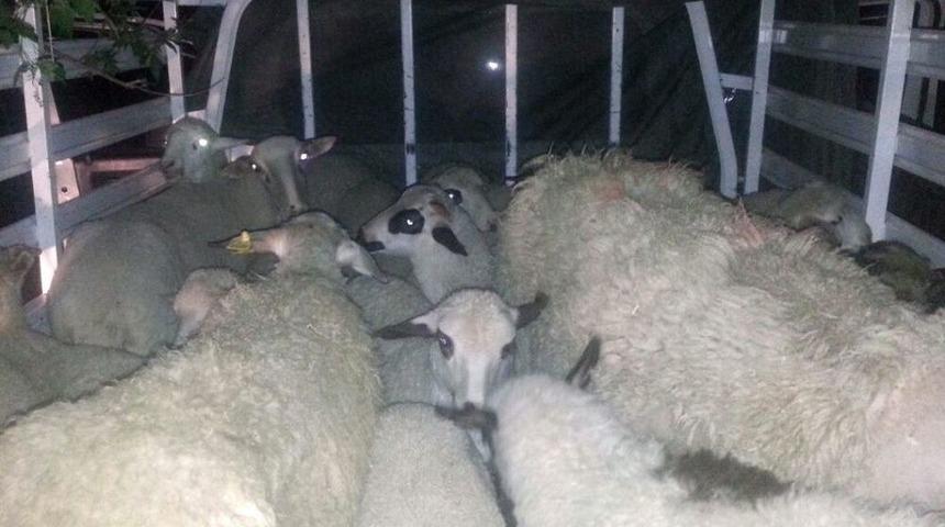 &Ccedil;aldıkları Koyunları Satmak &Uuml;zereyken Yakalandılar