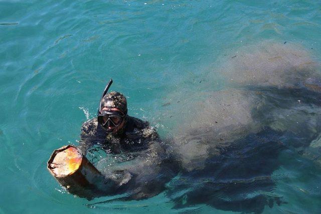 Deniz Dibi Temizliği Bardakçı’da Devam Etti