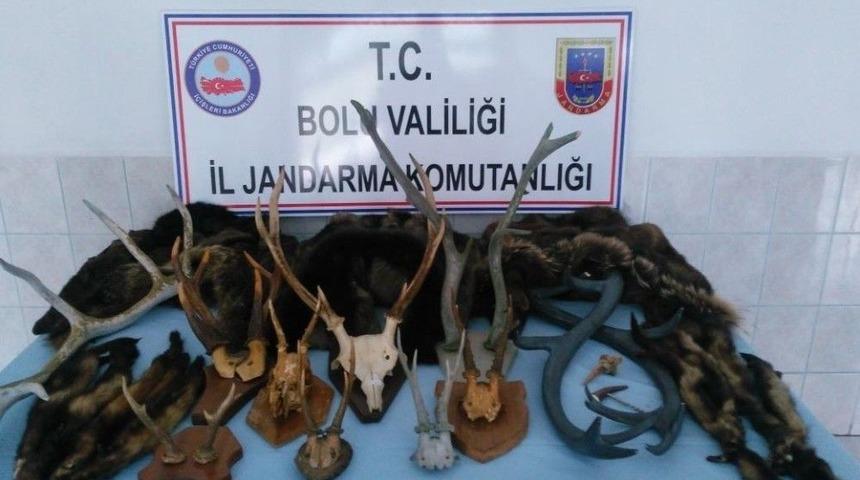 Arama Yapılan Otomobilden &Ccedil;ok Sayıda Geyik Boynuzu &Ccedil;ıktı