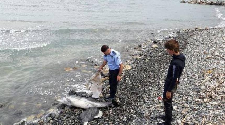 Arsuz Sahiline Yunus &Ouml;l&uuml;s&uuml; Vurdu