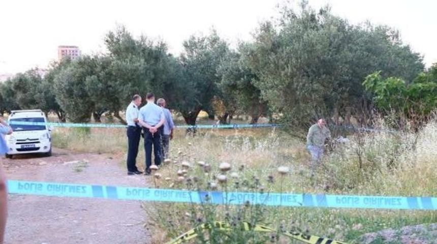 Zeytinlik Alanda Cesedi Bulundu