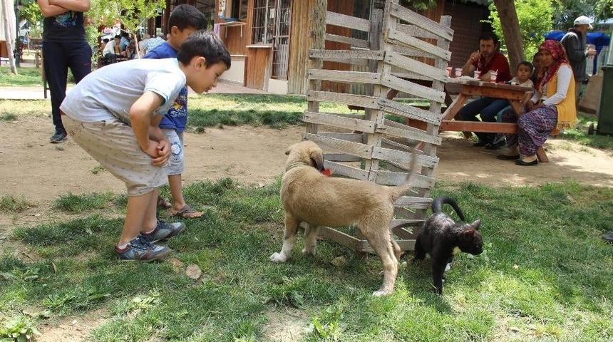 Laki Ve Garfield Ko&ccedil;arlıların Maskotu Oldu