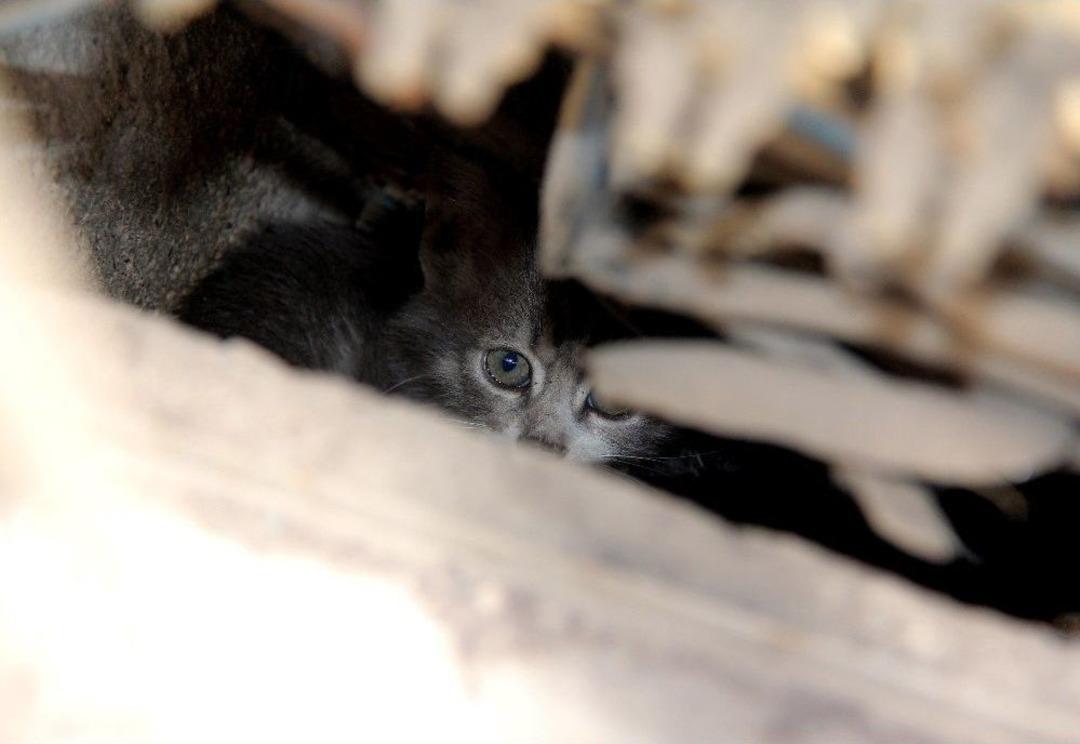(&ouml;zel Haber) Elektrik Trafosuna Girerek &Ouml;l&uuml;mden D&ouml;nen Yavru Kedi 2 Saatte Kurtarıldı