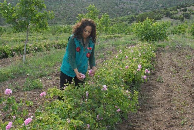 Gül Üretiminde Milyonluk Su Tasarrufu