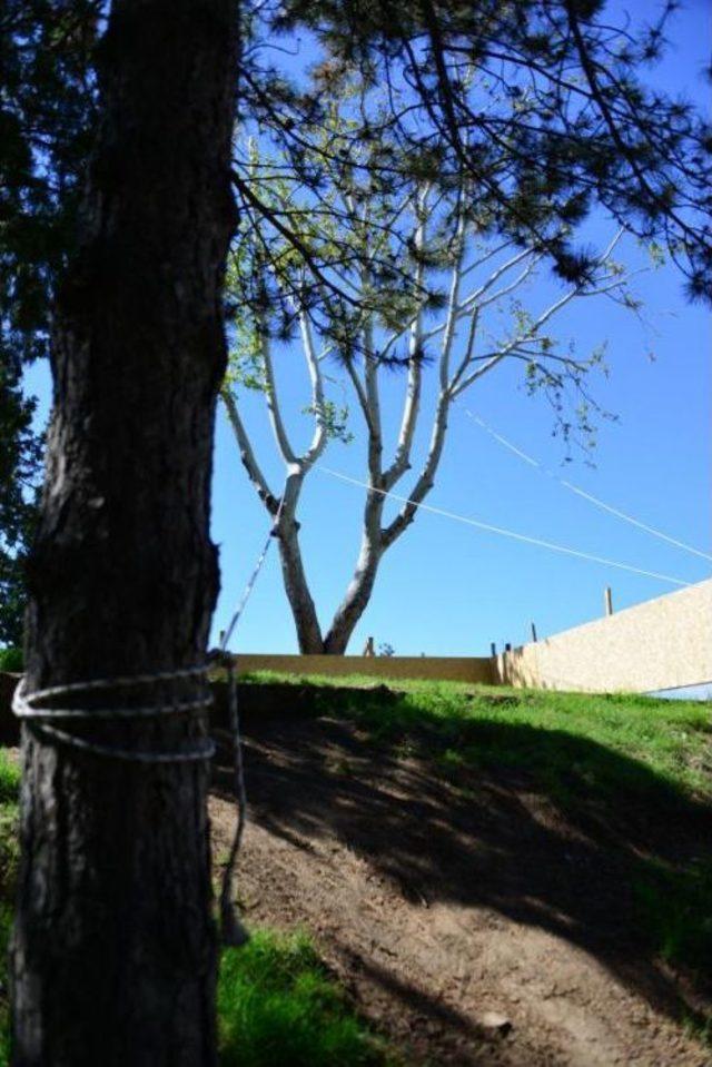 30 Yıllık Çınar Ağacı Için 2,5 Milyon Liralık Proje Değiştirildi