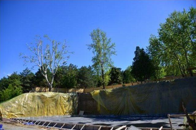 30 Yıllık Çınar Ağacı Için 2,5 Milyon Liralık Proje Değiştirildi