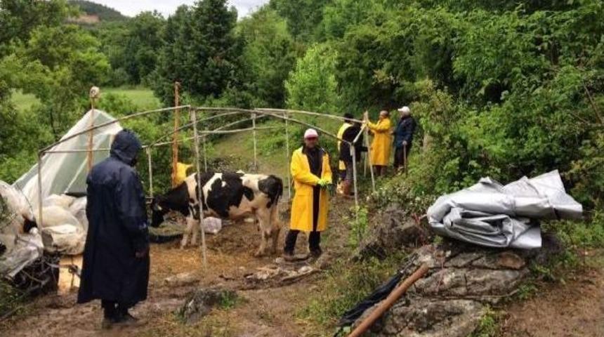 U&ccedil;uruma Yuvarlanan Ineğinin Başında 11 G&uuml;n Bekledi
