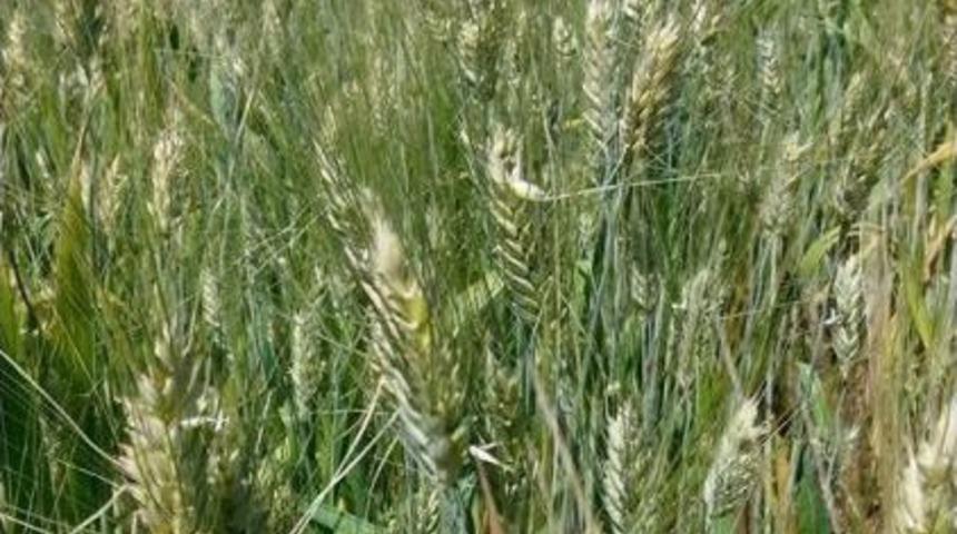 Mardin’de Dolu Ekinleri Vurdu