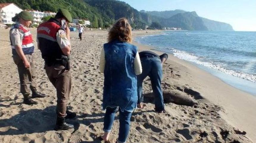 Bartın'da 2 &Ouml;l&uuml; Yunus Sahile Vurdu