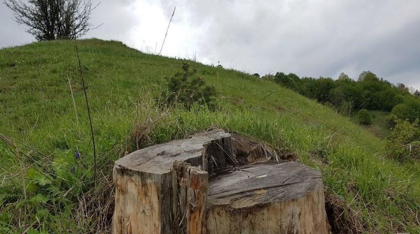 &Ouml;d&uuml;l Getiren Ağa&ccedil; Kesilince, Yerine Yenisini Dikti