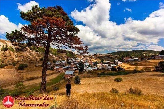 Ödül Getiren Ağaç Kesilince, Yerine Yenisini Dikti